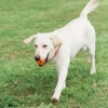 Chuckit! Air Fetch Ball Köpek Oyun Topu Büyük Boy