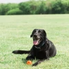 Chuckit! Air Fetch Ball Köpek Oyun Topu Büyük Boy