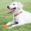 Chuckit! Air Fetch Ball Köpek Oyun Topu Orta Boy