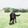 Chuckit! Air Fetch Ball Köpek Oyun Topu Orta Boy
