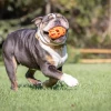 Chuckit! Air Fetch Football Köpek Oyun Topu