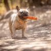 Chuckit! Air Fetch Stick Köpek Oyuncağı Küçük Boy