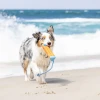 Chuckit! Bumper Suda Batmayan Köpek Oyuncağı Küçük Boy