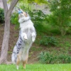 Chuckit! Sniff Fetch Fıstık Ezmesi Kokulu Köpek Oyun Topu Orta Boy