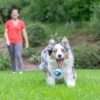 Chuckit! Sniff Fetch Fıstık Ezmesi Kokulu Köpek Oyun Topu Orta Boy