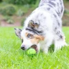 Chuckit! Sniff Fetch Fıstık Ezmesi Kokulu Köpek Oyun Topu Orta Boy