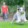 Chuckit! Sniff Fetch Fıstık Ezmesi Kokulu Köpek Oyun Topu Orta Boy