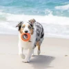 Chuckit! Suda Batmayan Köpek Oyun Halkası