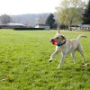 Chuckit! Tumble Bumper Suda Batmayan Köpek Oyuncağı Orta Boy