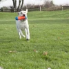 Chuckit! Tumble Bumper Suda Batmayan Köpek Oyuncağı Orta Boy