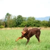 Chuckit! Ultra Ball 2 Li Köpek Oyun Topu Küçük Boy