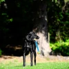 Chuckit! Ultra Duo Tug 2 Li Köpek Çekiştirme Topu Küçük Boy