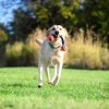 Chuckit! Ultra Duo Tug 2 Li Köpek Çekiştirme Topu Küçük Boy