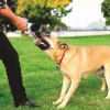 Chuckit! Ultra Tug Köpek Çekiştirme Topu Büyük Boy