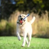 Chuckit! Ultra Tug Köpek Çekiştirme Topu Orta Boy
