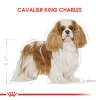 Royal Canin Cavalier King Charles Adult Yetişkin Köpek Maması 1.5 Kg