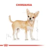 Royal Canin Chihuahua Adult Yetişkin Köpek Maması 1.5 Kg