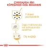 Royal Canin Chihuahua Adult Yetişkin Köpek Maması 1.5 Kg