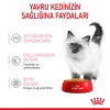 Royal Canin Kitten Jelly Pouch Yavru Kedi Yaş Maması 85 Gr
