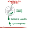 Royal Canin Mini Adult 8+ Yaşlı Köpek Maması 2 Kg
