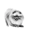Royal Canin Pomeranian Adult Yetişkin Köpek Maması 3 Kg