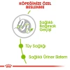 Royal Canin X-Small Adult Yetişkin Köpek Maması 3 Kg