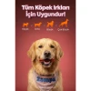 Zampa Kemik Şeklinde Dana Etli Köpek Ödülü 75 Gr